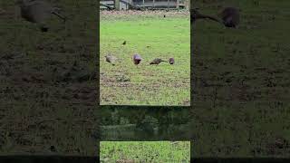 Female pheasants dont have colourful plumage birds wildlife animals pheasant [upl. by Dhiren]