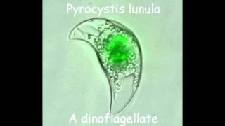 Bioluminesence  Pyrocystis lunula [upl. by Teerell431]