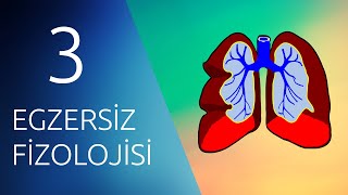 EGZERSİZ FİZYOLOJİSİ 3 Solunum ve Egzersiz [upl. by Nosdrahcir]