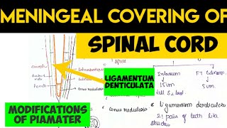 Spinal Cord Transection in Cervical Vertebra [upl. by Missy]