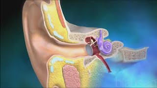 Utricle and Saccule balance and equillibrium [upl. by Pradeep293]