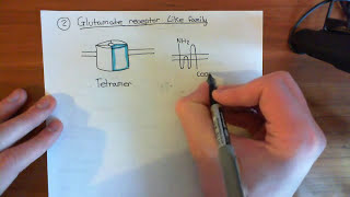 Ligand Gated Ion Channels Part 2 [upl. by Iilek186]