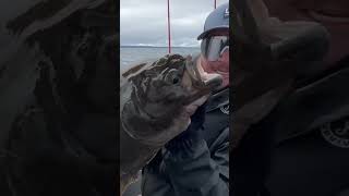 Nice reel from our Haida Gwaii trip fishing halibut haidagwaii kingsalmon lingcod outdoors [upl. by Templas383]