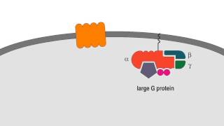 III 6 6 Chemokine Signaling [upl. by Elyac]