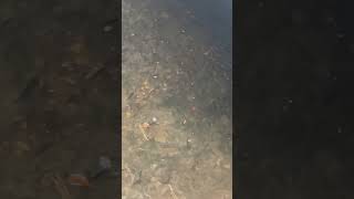 Bunch of bait under bridge fishing [upl. by Yee639]