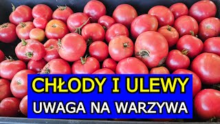 Przygotuj się na Chłody i Ulewy Zagrożone Pomidory Ogórki Marchew Cukinia Seler Dynia Papryka [upl. by Xever]