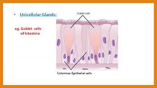 4 Epithelial Tissue MARATHI [upl. by Marjy]