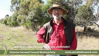 Using Shelterbelts to prevent the spread of Serrated Tussock VSTWP [upl. by Ailecra]