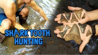 Shark Tooth Hunting  We Found a HUGE Megalodon Tooth in Florida [upl. by Glaser]