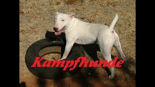 Kampfhunde  Eine kleine Einführung [upl. by Ynnig]