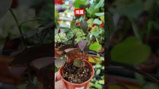 好看的粉嫣紅蔓Beautiful plant 🌷 foryou plants relaxing garden nature funny summer shorts [upl. by Lanuk]