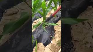 Special care for corn seedlings [upl. by Ysak]