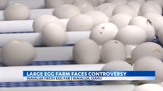 Oahu egg farmers manage concerns about manure practices [upl. by Bakemeier584]