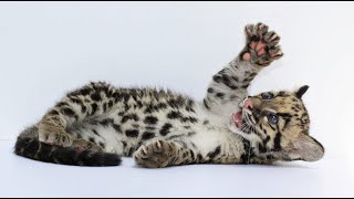 Clouded Leopard Kittens [upl. by Ymor324]