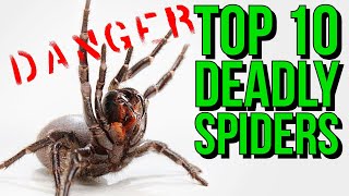 Top 10 MOST Venomous Spiders in the WORLD [upl. by Hazeghi]