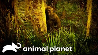 Investigating Squatch Encounters in Florida  Finding Bigfoot  Animal Planet [upl. by Carnay]