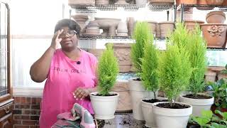 Lemon Cypress Topiary 🍋 DIY  Hydrangea Chlorosis Iron Treatment  Watering  Garden Queen [upl. by Sirap481]