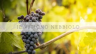 Il vitigno nebbiolo [upl. by Francisco]