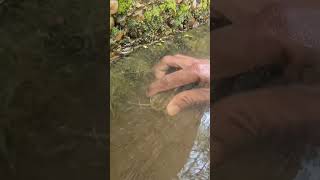 🎣 Fishing for LIFE in a Desi Village  A Day of Traditional Fishing in Rural Life 🌾 LifeLens [upl. by Malkah]