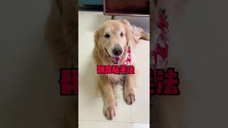 Unexpectedly the dog finally did something human today Fu Shu Liang Cute Pet Rescue Nose and Nos [upl. by Azial]