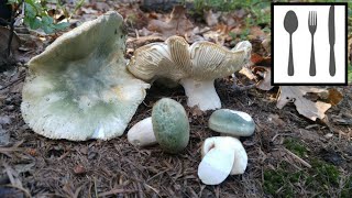 Gołąbek zielonawy Russula virescens Wadowice 20062018 [upl. by Hpeosj]