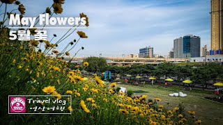 4K May Flowers  5월 꽃  Travel Vlog  모리슨 영상여행 [upl. by Llenreb]