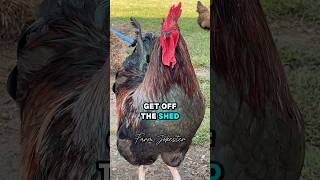 Get off the shed shed getoff rooster chickens chicken comedy farmjokester michaelsalerno [upl. by Eltsyek]