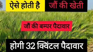 जौं की खेती कैसै करें । barley ki kheti kaise kare। Jo ki bijai kab kare । [upl. by Silvie974]