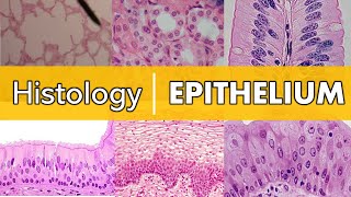 Histology  Epithelium [upl. by Ykcin]