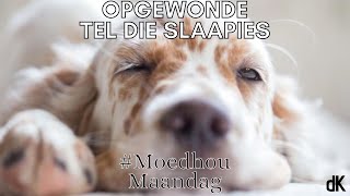 die Kerk  Oordenking  Moedhou Maandag  Opgewonde tel die slaapies  Ds Natasha Smit [upl. by Aniled]