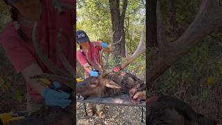 Skinning an Elk head for taxidermy 🦌🍂 taxidermy elk wapiti taxidermyart taxidermist [upl. by Norvell]