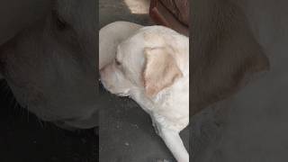 Labrador dog lucky viral shorts dog youtubeshorts [upl. by Gitt50]