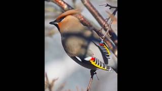 bohemian waxwing bird❗ [upl. by Sholem415]