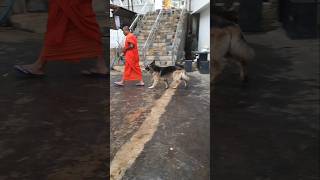 The German Shepherd Dog That Attends Sermons with Monks🐶 A Spiritual Connection nature dog shorts [upl. by Nelyt]