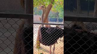 Ostrich is very beautiful 🤩❤️ lahore zoo one male two female ostrich babyanimals zooborns zoo [upl. by Nyllewell845]