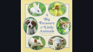 A Big Treasury Of Little Animals By Judy And Phoebe Dunn Read Description [upl. by Dnomrej]