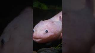 Axolotls regenerate ability 😯👍 facts wildlife nature [upl. by Namas]