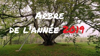 ARBRE DE LANNEE 2019  Hêtre de SaintJammes de Besauceles [upl. by Rahsab222]