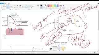 Antiarrhythmic drugsMyocardial action potentialPacemaker action potentialCardiology USMLE STEP 1 [upl. by Airpal]