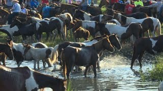 Chincoteague wild ponies make annual swim [upl. by Willey]