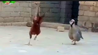 maskati chakor vs rooster funny clip Chakor vs rooster chakor ki jang fight [upl. by Emerick]