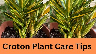 Croton Plant Care and Tips  Sunny Star Croton Plant care and propagation tips [upl. by Tham]