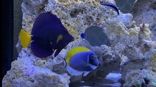 Waterbox peninsula 7225 rimless reef aquarium build ep19 new additions [upl. by Wun]