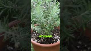 Rosemary Herb Benefits youtubeshorts healthbenefits benefits [upl. by Jarus700]