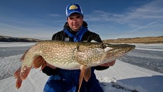 Trophy Ice Fishing Opportunities on Fort Peck [upl. by Nosak]