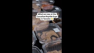 What we saw at the Canadian Reptile Expo in Toronto 😢 [upl. by Paehpos863]