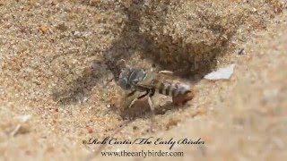 SAND WASP furiously digging burrow Bembix americana spinolae [upl. by Wallach]