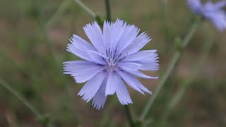 Cichorium intybus  Achicoria de Jardín  Radicheta  Lechuguilla  Planta silvestre  ornamental [upl. by Saturday]