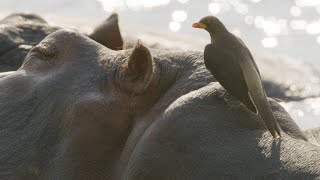 Oxpeckers Take Advantage of Their Hippo Hosts [upl. by Tersina]