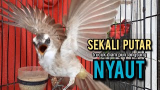 trucukan gacor TARUNG SAMBUNG ROPEL pancingan trucukan agar bunyi jadikan burung trucuk gacor EMOSI [upl. by Kristoforo]